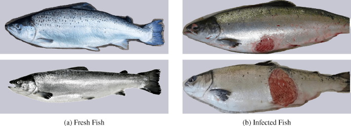 Inhibitory Effect On Common Fish Pathogen Inhibitory Effect On Common Fish Pathogen